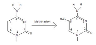 Enzyme DNA methyltransferase transfer of methyl group to cytosine of 5-methyl-cytosine