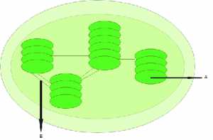 5 carbon compound RuBP is ribulose 1, 5-bisphosphate, involved in the carbon fixation