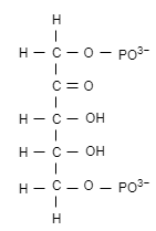RuBP molecule diagram