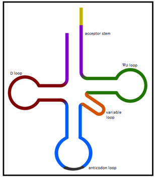 tRNA consist of 4 double helix regions which are acceptor stem & stem of three loops
