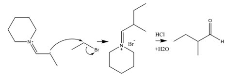 The enamine nucleophile can attack haloalkanes to form alkylated iminium salt intermediate