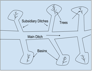 Basin Flooding provided for the trees