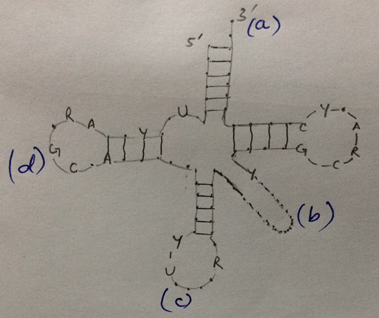 Find the site of attachment for an amino acid of a transfer RNA