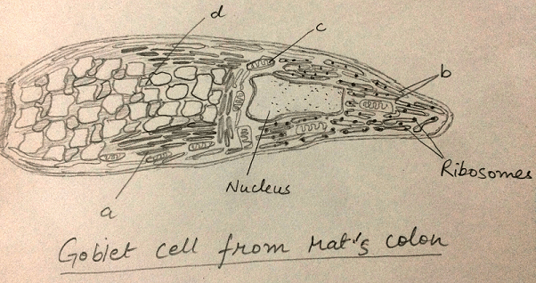 Endoplasmic Reticulum - Definition, Function and Structure