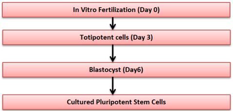 Derivation of human embryonic cells