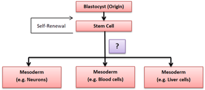 Find property of stem-cells depicted in the diagram