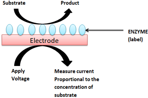 Find the biosensors principle represented in following diagram
