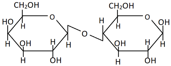 The saccharide from the Haworth projection is Lactose composed of β-D-galactos