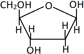 nucleic acid