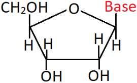 The structure is that of a RNA nucleoside linking of base to C1 carbon of a pentose sugar