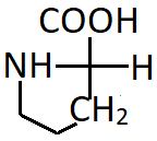Structure is Proline which is neutral aliphatic amino acid with cyclic pyrrolidine chain