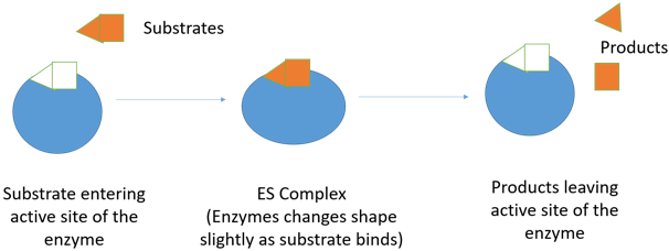 Find the model proposed in the following diagram