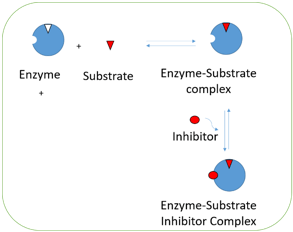 Diagram showing inhibitor is bound to enzyme substrate complex rather than free enzyme