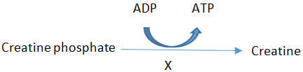 ‘X’ represents creatine kinase which catalyzes transfer of phosphate group of phosphate