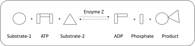 Product synthesis by forming new bonds between two substrates coupled to breakdown of ATP