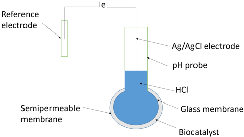 Simple potentiometric biosensor has semi-permeable membrane surrounding biocatalyst