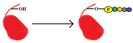 Find the following post-translational modification shown in the figure