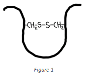 The quaternary structure of a protein in figure
