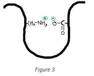 The following interactions shown in the figure below is Ionic interactions