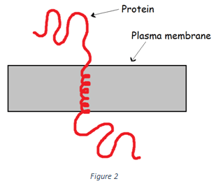 The following type of protein shown in the figure is Monotopic transmembrane proteins