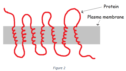 The following type of protein shown in the figure is Polytopic transmembrane proteins