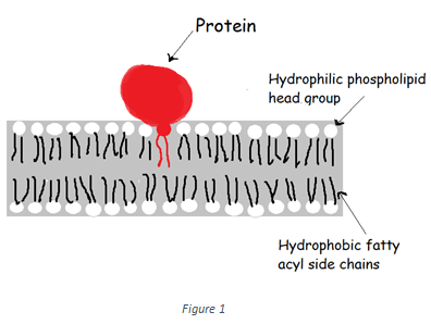 The protein shown in the figure above belong to the class of lipid-anchored proteins