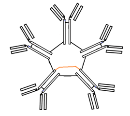 The antibody shown in the figure below belongs to IgM in given figure