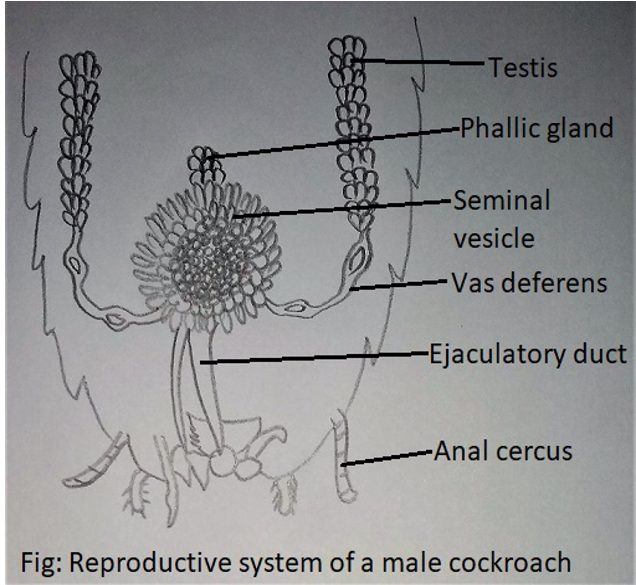 Malpighian tubules in Alimentary Canal of Cockroach