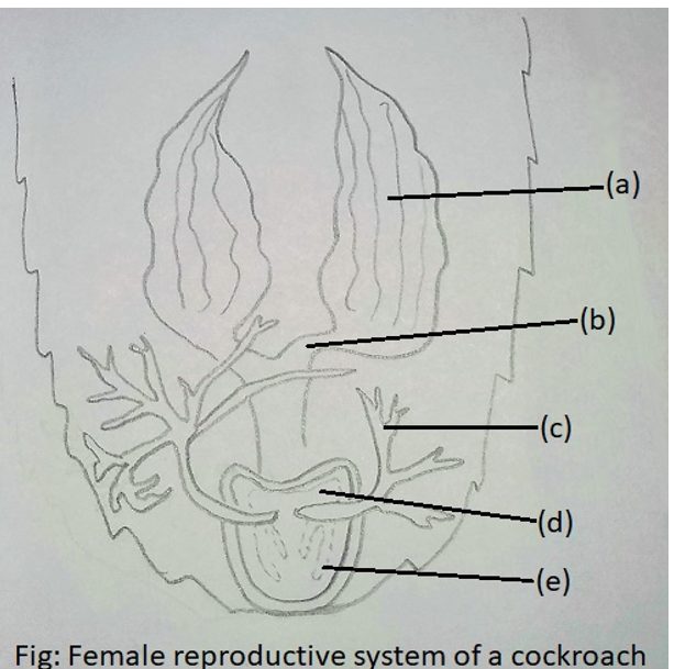 Genital Chamber & Vestibulum in Male Reproductive System of a cockroach