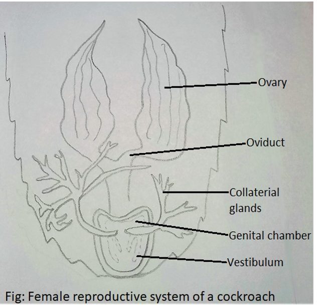 Formation of genital pouch in Female Reproductive System of a cockroach