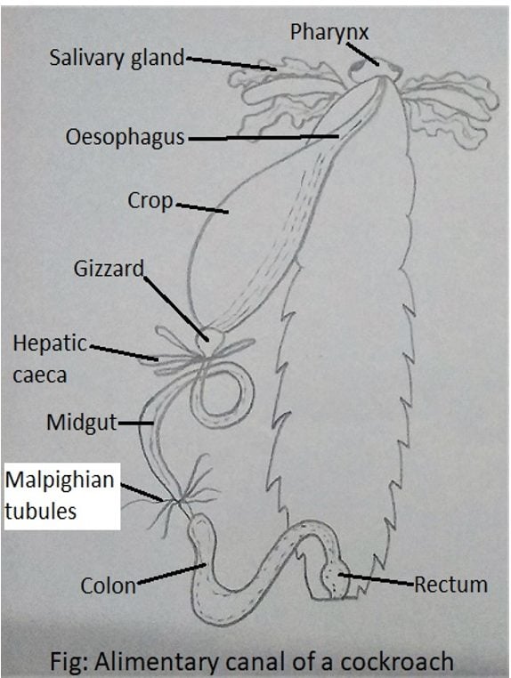 Alimentary Canal in Cockroach