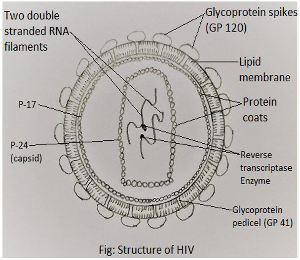 Two double-stranded RNA filaments in structure of HIV