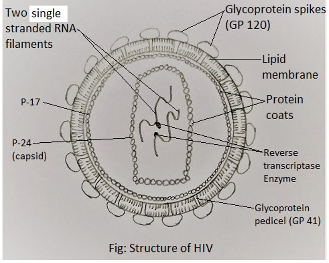 Single-stranded RNA filament, segmented into two identical filaments