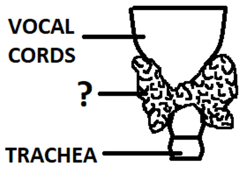 Thyroid gland is endocrine gland located below vocal cords on either side of the trachea