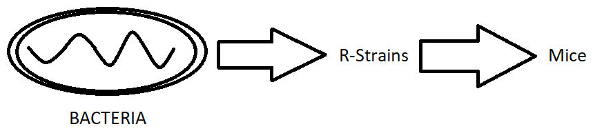 Find the outcome when R-strain is injected into the mice