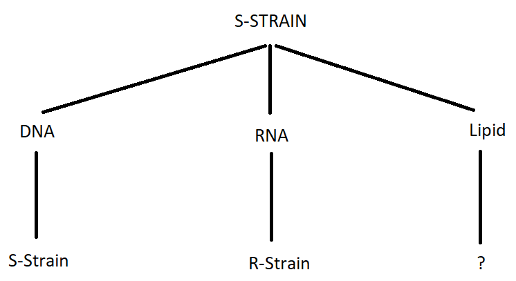 Find what happens when S-strain & biomolecule are together testing transformation