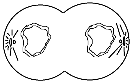 Telophase stage with presence of nuclear envelope