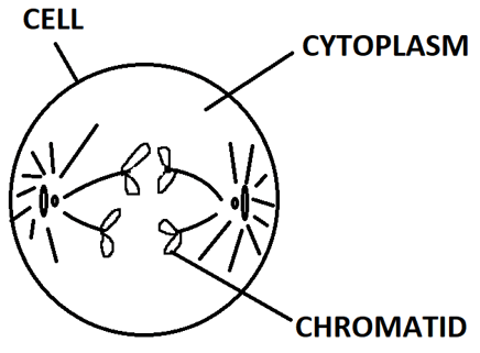 Sister chromatids separated from each other in Anaphase of Mitosis