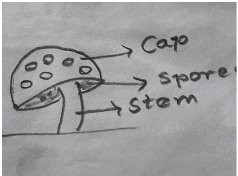 Mushroom consisting of stem, cap & spores at the bottom of the cap