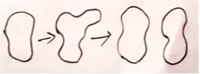 Yeast reproduction by budding & sexual spores