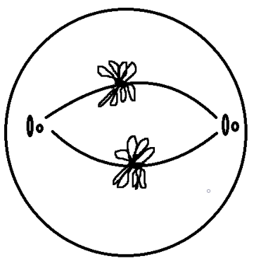 Tetrads aligned towards center of cell in metaphase I of meiosis