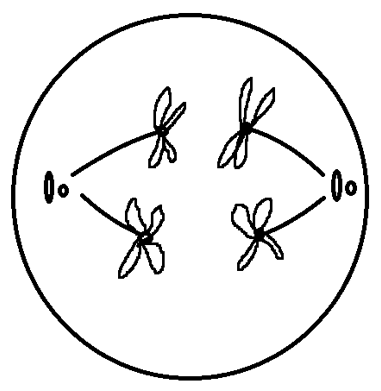 Chromosomes moving towards poles from center in anaphase of meiosis I