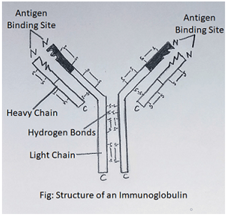 Antigen binding site diagram in antibody molecule