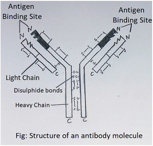 Structure of antibody molecule with light & heavy chains