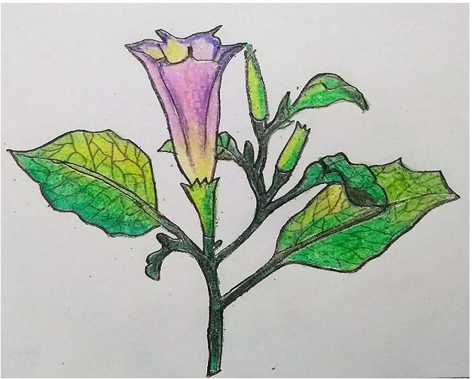 Diagram shows flowering branch of Datura plant with hallucinogenic properties