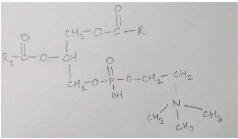 Structure of Phospholipid known as lecithin