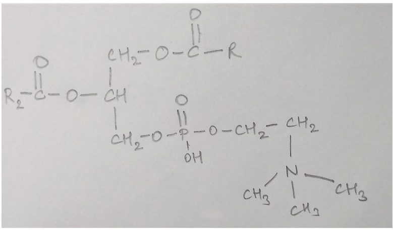 Structure of Phospholipid known as lecithin