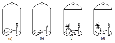 Joseph Priestly experiment to restore oxygen inside the jar