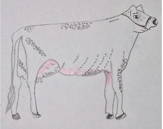 Diagram represents Jersey which is an exotic breed from England with non-descript cattle
