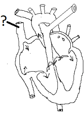The blood vessel of the heart superior vena cava